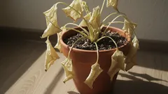 10 neočakávaných dôvodov, prečo vaše rastliny hynú napriek starostlivosti