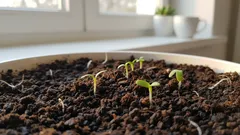 Sadenice prestávajú rásť do výšky a každým dňom sú silnejšie: malý doplnok, ktorý mení všetko