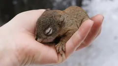 Ako zachrániť malé veverička a neublížiť mu: tri kľúčové kroky