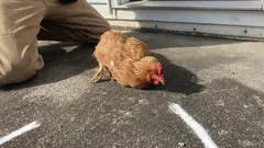 Prečo kurča znehybnie, keď mu prejdete prstom pred zobákom – a čo sa za tým v skutočnosti skrýva