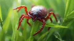 Kliešte na chate: čo zasadiť, aby sa tam nikdy neobjavili