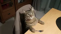 Mačka si obsadila vašu stoličku? Preto je zlý nápad ju odháňať