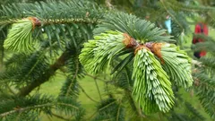 Prečo je ihličie pod nohami tým najlepším hnojivom, o ktorom ste ani netušili